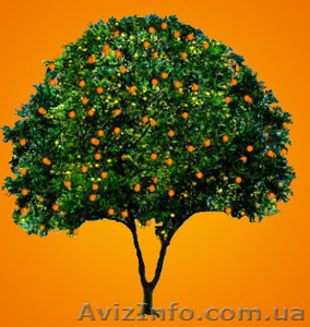 Курсы иностранных языков в Днепропетровске #1453054