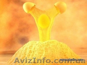 Порошок яичный сухой ГОСТ #1458247