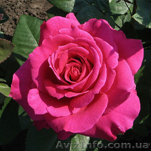 Саженцы роз с открытой корневой системой,  привитые на шиповнике,  двухлетки #1468860