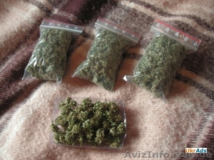 Сортовые шишки,  круглые,  фен,  соль в Харькове #1468131