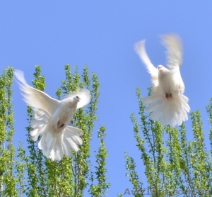 Голуби на свадьбу в Кривом Роге #1472392