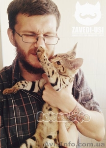 Коты саванна ф1 у вас дома #1477595
