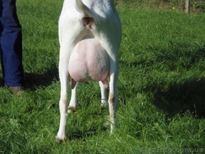 Фермерське господарство продає молоко #1482455