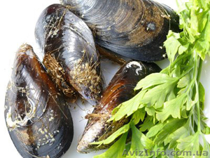 Мидии в ракушке черноморские живые. Быстрая доставка по Украине #1480089