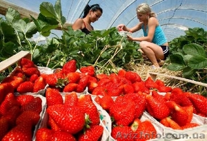  В Польшу на сбор земляники нужны работники #1477513