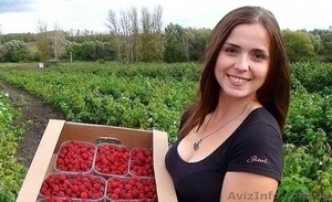  В Польшу нужны сборщики малины #1477535