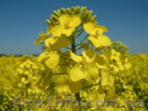 насіння озимого ріпаку #1480426