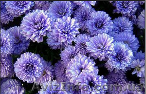Хризантемы астра новобельгийская (морозец) махровая. #1481806