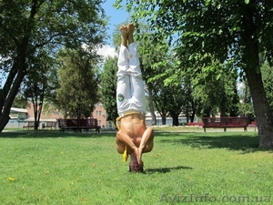 Тренировки по Капоэйра для всех! #1480635