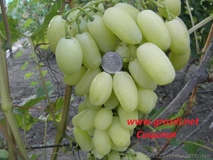  саженцы винограда,  очень ранних,  ранних,  средних и поздних сортов.  #1483620