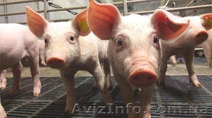 Водоподготовка для поения свиней #1483424