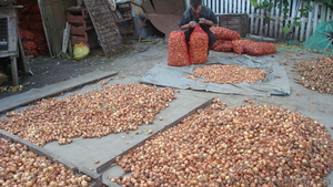 Продам лук штутгартен на выгонку пера #1475685