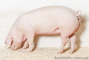 Продам поросят живым весом 100-130 кг #993164