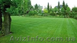Рулонный газон зеленый #1483504