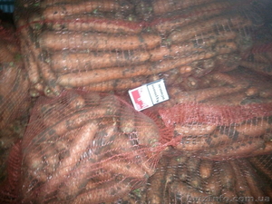 Лук,  морковь,  свекла от производителя #1473114