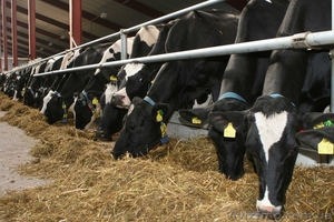 Работа в Германии на фермерском хозяйстве #1477854