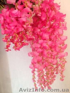 Саженцы сказочной морозоустойчивой Вистерии,  Глицинии цена от 25 грн. #1484165
