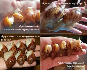 Улитки Ахатины и Архахатины разных видов. Распродажа. #1484471