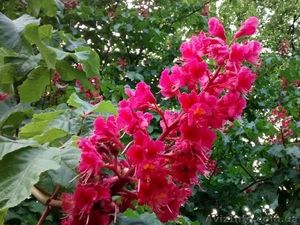 красный каштан Aesculus carnea для озеленения  #1484162