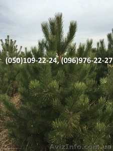 Новогодние живые сосны оптом 2016 #1487582