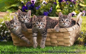 Куплю меблі побутову техніку #1489949