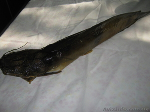 Продам сома мраморного живого свежемороженного,  а так же копченного #1485262