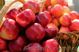 Продам яблоки со своего сада #1486539