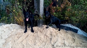 Черные щенки немецкой овчарки рабочего разведения #1491397