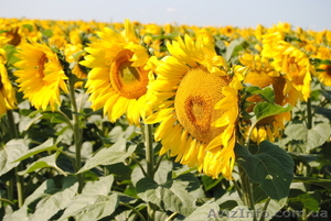 Насіння гібриду соняшника - Армагедон #1503086