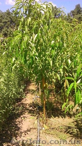 Питомник саженцев;  персик,  нектарин,  слива,  яблоня,  черешня. #1494720