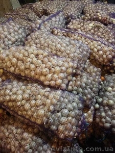 Продам лук репчатый жёлтый Боско и Стерлинг белый оптом и в розницу #1499431