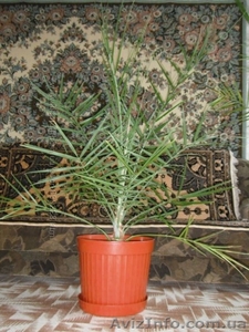 финиковая пальма 15 лет #1494172