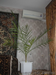 финиковая пальма 17 лет #1494182