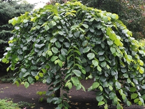 Крупномерный каштан конский - недорого #1494477