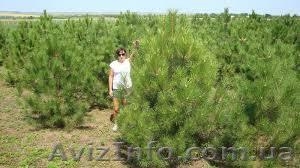 Новогодние сосны опт со склада #1497264