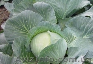 Реализуем капусту оптом,  сорт Агрессор. #1496722