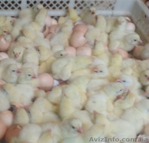 Цыплята бройлера КОББ 500  #1242168