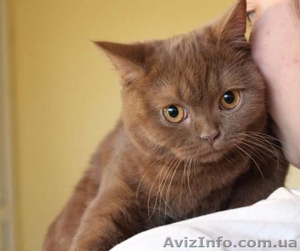элитных британских котят #1486538