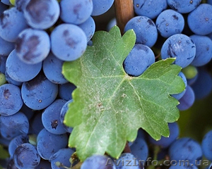 Продам виноградОптом 1кг 3-50грн #1498164