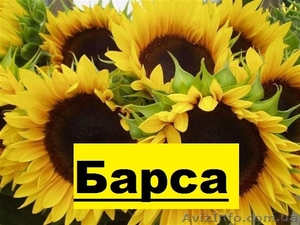  насіння соняшнику - Барса (112 – 116 дн)  #1501358