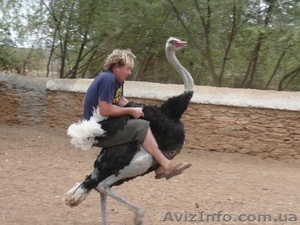 Долина страусов и Украинское село #1501346