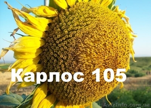 Соняшникове насіння Карлос105 (105дн. вегетації) #1500402