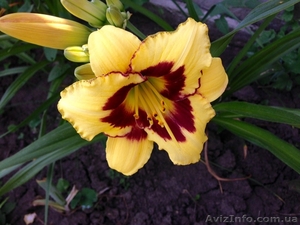 Садовые многолетние цветы из Цветочного дома Руфь почтой! #1497795