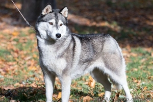 Бесплатно фотографирую собак #1500371