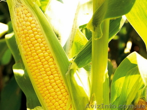 Насіння кукурудзи Гран 310 (ФАО 250) #1502766