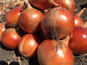 Лук репчатый 2016 г #1503432