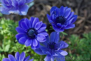 саженцы,  растения,  деревья,  цветы,  посадочный материал (опт от 1000 гр #1495599