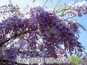 Саженцы морозоустойчивой Глицинии почтой по Украине #1507965