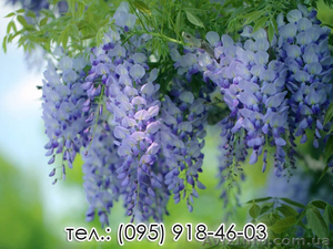 Свежие саженцы Вистерии купить #1508073