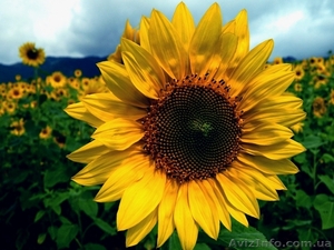 Посівний матеріал соняшнику Українське сонечко (90-95 дн),  #1512374